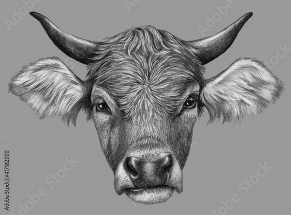 Fototapeta Cow head isolated on grey background. Pencil drawing