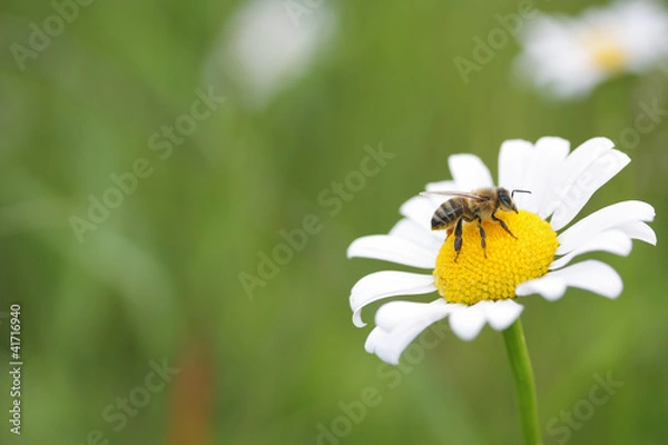 Fototapeta daisy & bee