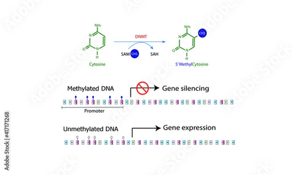 Obraz DNA methylation [Epigenetics]