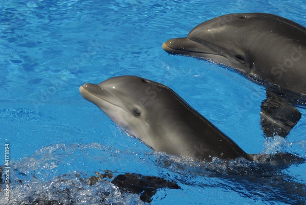 Obraz Dolphins
