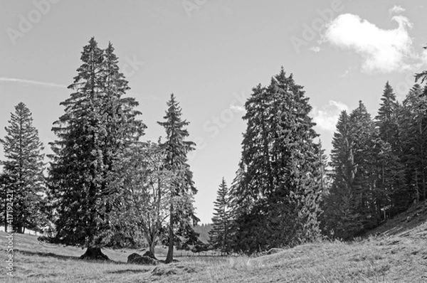 Fototapeta Bäume im Wald und auf Wiese in schwarz weiss