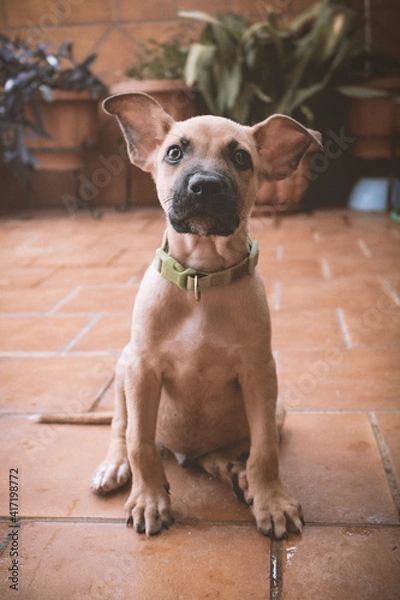 Obraz Cachorro sentado