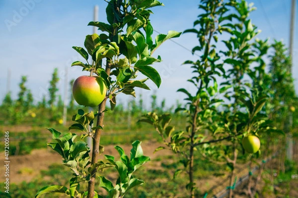 Fototapeta A ripe apple on a branch