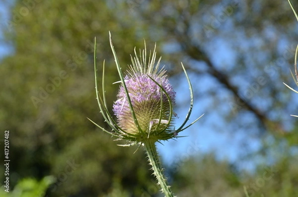 Obraz Chardon en fleur