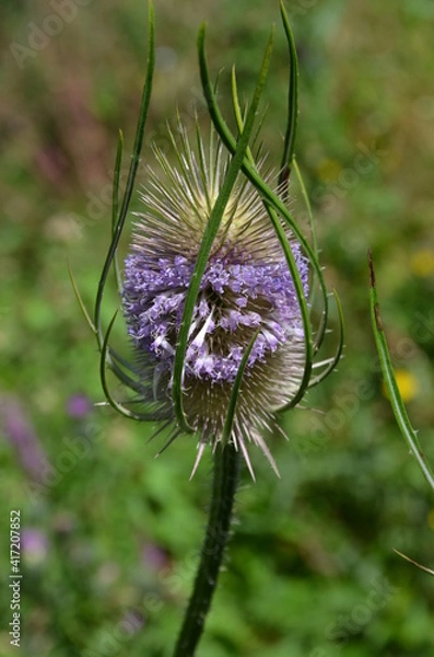 Obraz Chardon en fleur