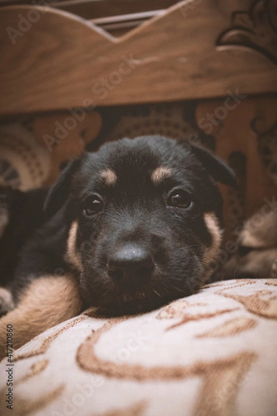 Obraz Cachorro pastor alemán tumbado mirando