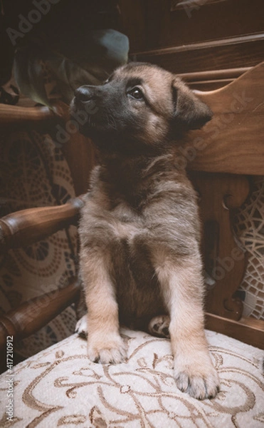 Obraz cachorro pastor sentado