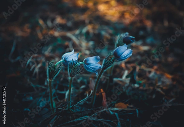 Obraz Pasqueflower blooming in the May forest. The genus Pulsatilla. Names include pasque flower, wind flower, prairie crocus.