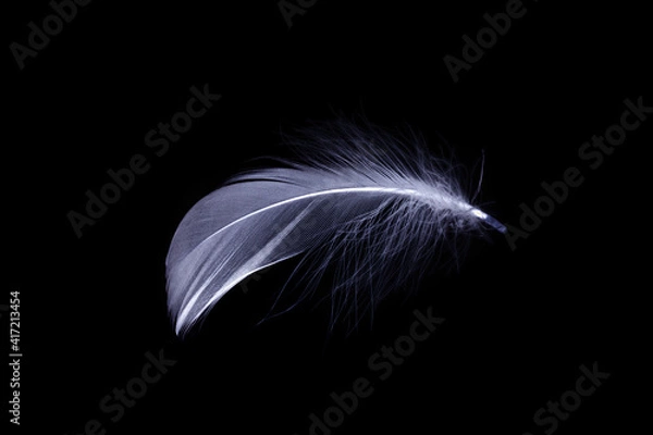 Fototapeta Feather texture. Nature abstract bird feather closeup isolated on black background in macro photography. Glamorous sophisticated airy artistic image on soft blurred background.