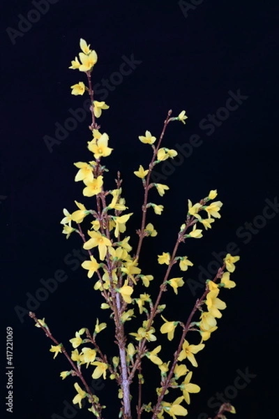 Obraz forsythia