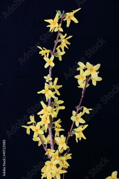Obraz forsythia
