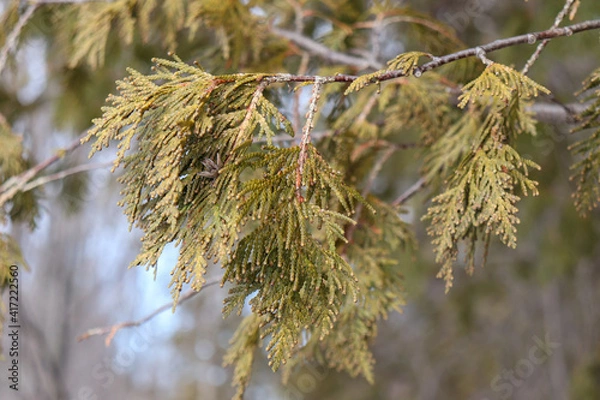 Obraz Evergreen Tree Leaves Close Up