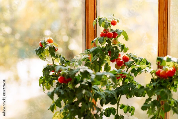 Obraz Cherry tomatoes on a branch. Red and green, in bloom. Growing tomatoes in a greenhouse, at home on a balcony, on a quiet, loggia.