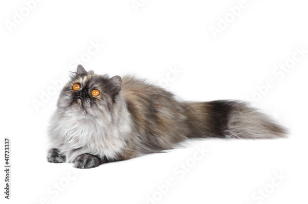 Obraz Persian exotic cat