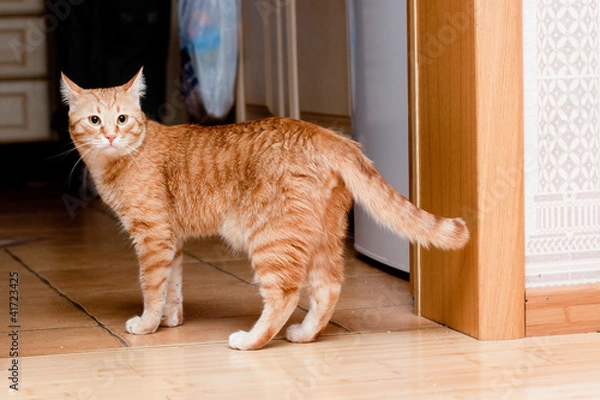 Obraz Ginger tabby cat