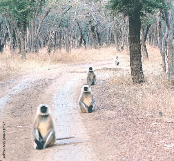 Obraz Indian monkeys 
