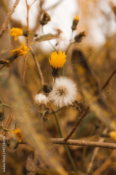Obraz flowers in the wind