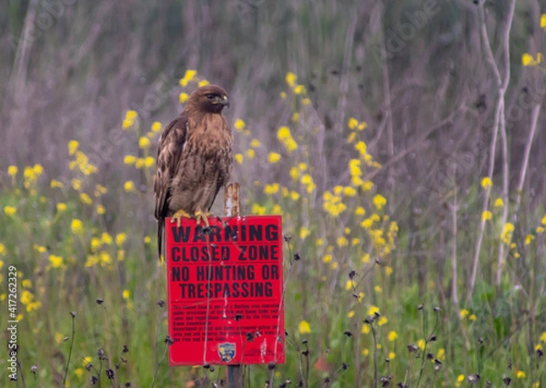 Obraz Red-tailed Hawk