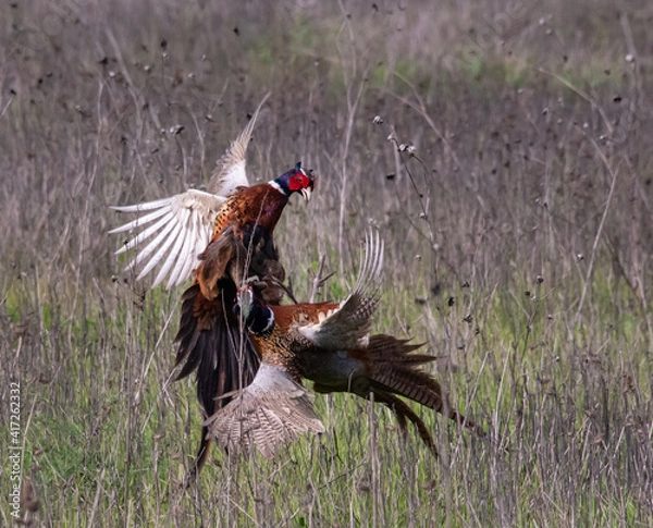 Obraz Ring-necked Pheasants Fighting