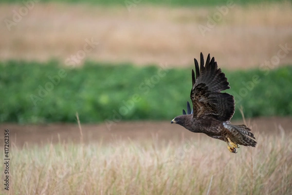 Obraz Swainson's Hawk