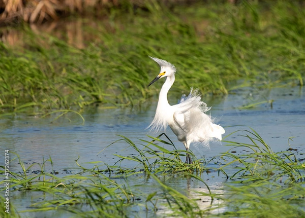 Obraz Snowy Egret