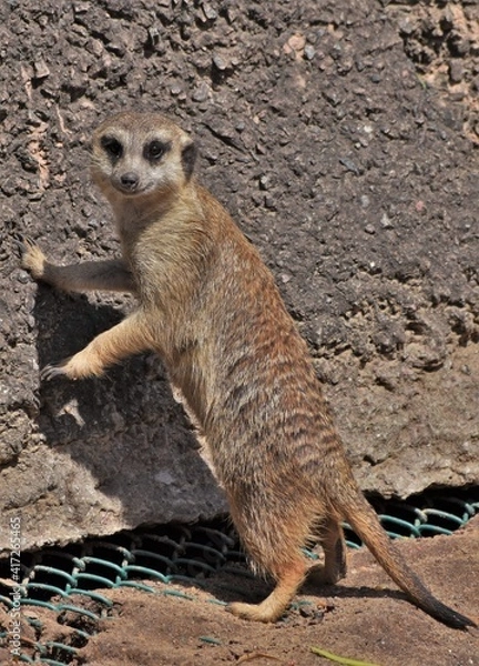 Obraz suricata