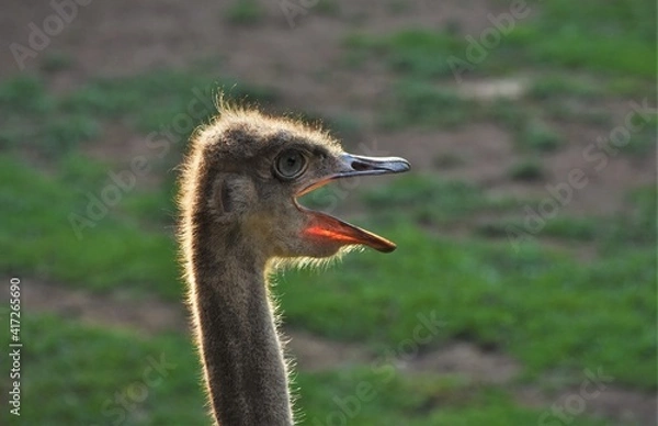 Obraz avestruz
