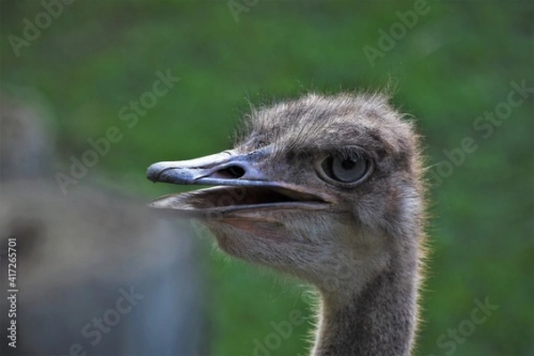 Obraz Avestruz
