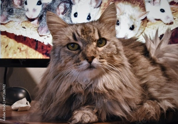 Obraz gato y ratones