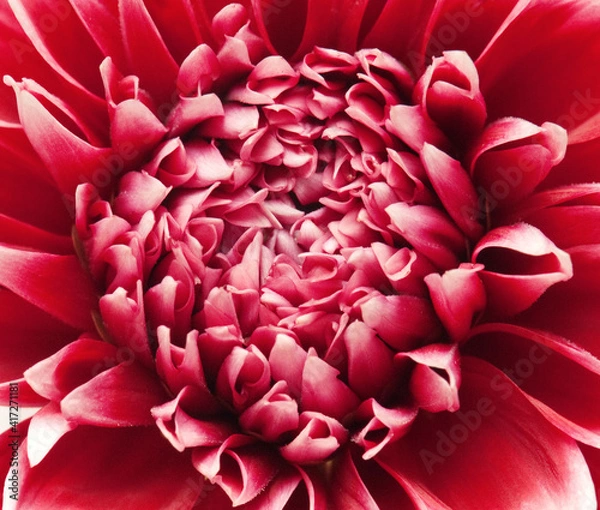 Obraz red flower close up