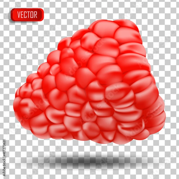 Fototapeta Appetizing fresh raspberries isolated on a transparent background. Realistic vector illustration