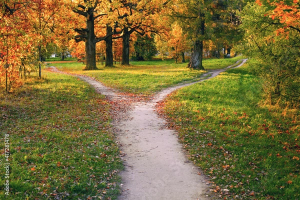 Obraz A wide trail strewn with fallen autumn foliage is divided into two paths that diverge in different directions. Autumn landscape.