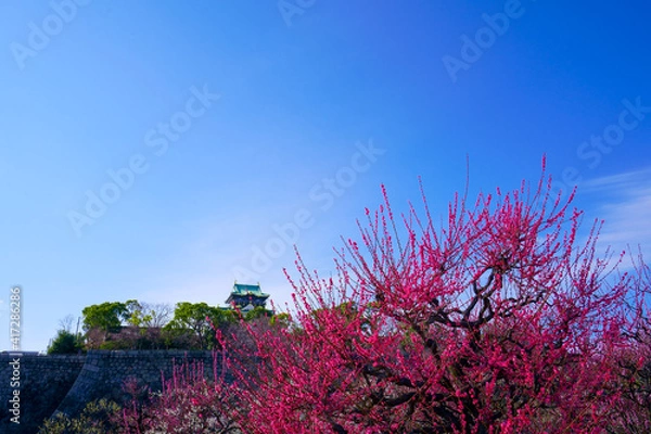 Fototapeta 大阪城の梅林（2021年）
