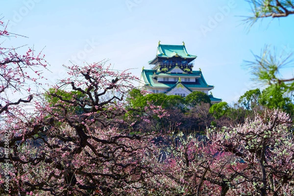 Fototapeta 大阪城の梅林（2021年）