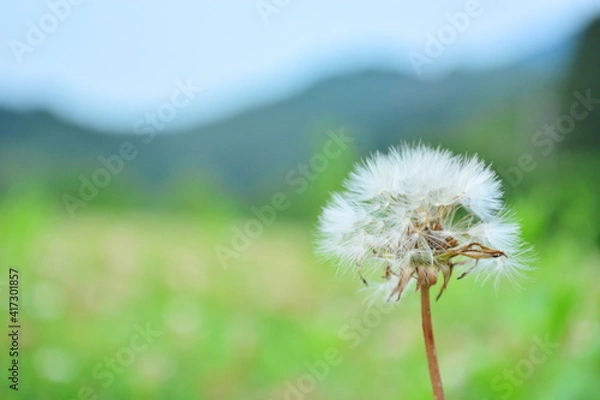 Obraz たんぽぽの綿毛