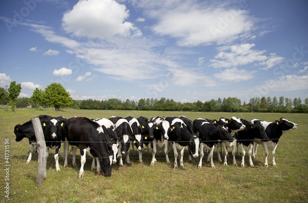 Fototapeta Rinderherde