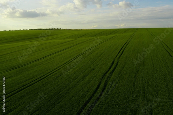 Fototapeta Beautiful horizon. Aerial view of an endless agriculture field in countryside and a blue cloudy sky. Ukrainian landscapes. Green harvest field. Land covered with green grass. Green wheat field.