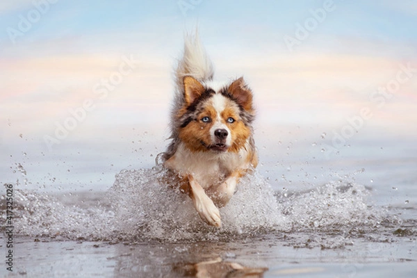 Obraz Dog, Australian Shepherd jumps in water while swimming in sea or lake