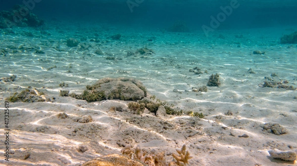 Obraz Sub marin wallpaper