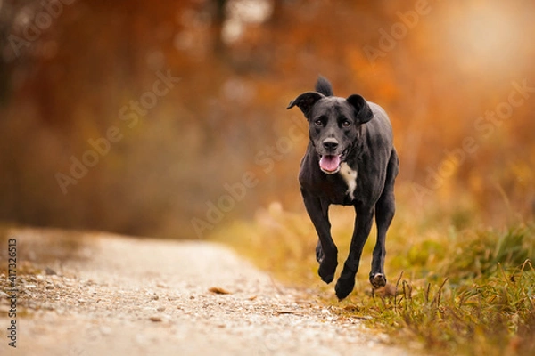 Obraz Dog, Labrador mix running jumps on a dirt road in autumn forest