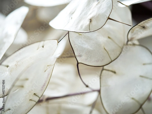 Obraz Silberling Lunaria Silberblatt