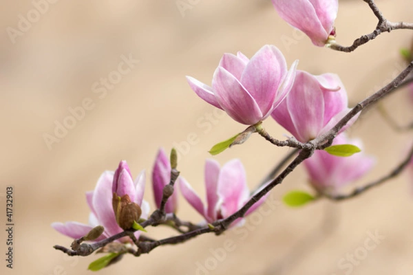 Obraz Piękna magnolia