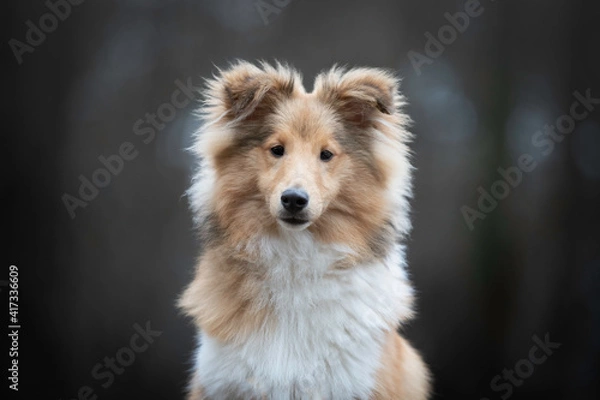 Obraz Portrait of a young Shetland sheepdog male
