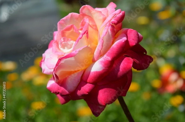 Fototapeta pink rose