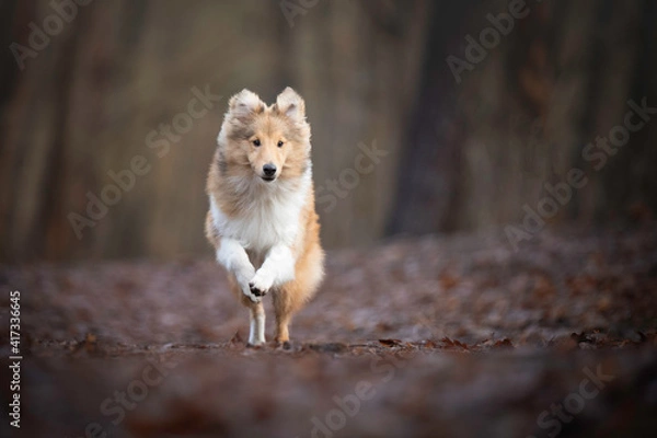 Obraz Shetland Sheepdog puppy running in the forest