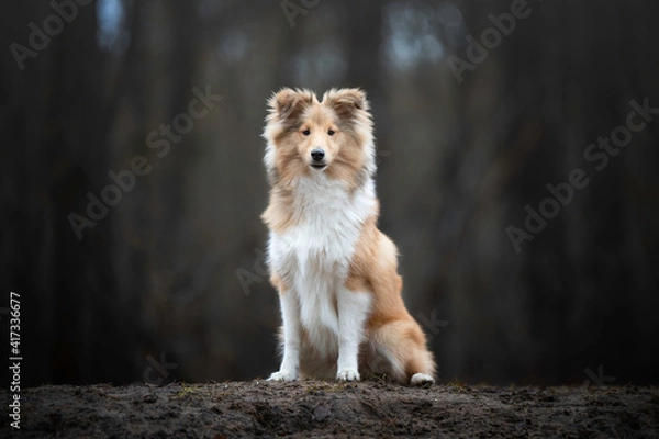 Obraz Sheltie puppy sitting in the forest
