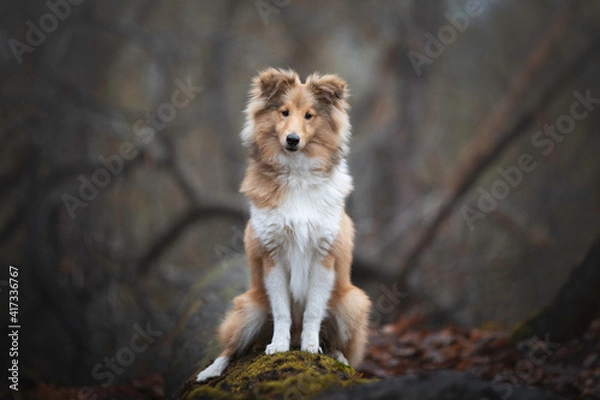 Obraz Shetland Sheepdog puppy sitting down on a log