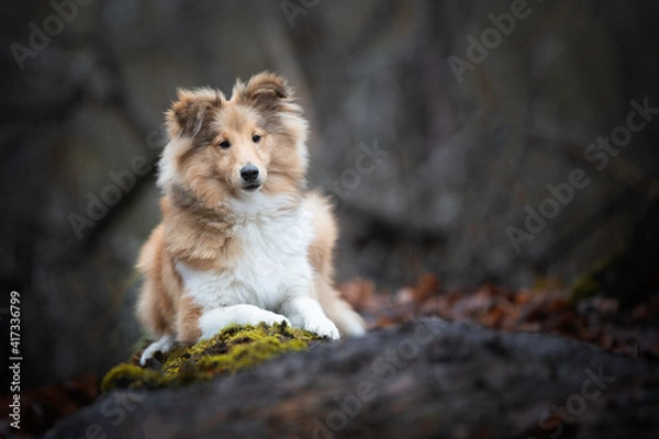 Obraz Young Sheltie boy lying down on a log in the forest