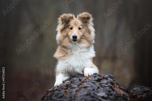 Obraz Portrait of a young Sheltie puppy
