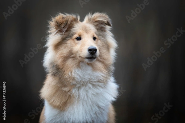 Obraz Close up of a Shetland Sheepdog puppy
